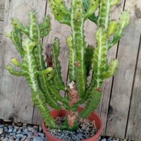 Euphorbia lactea, снимка 2 - Стайни растения - 42983560