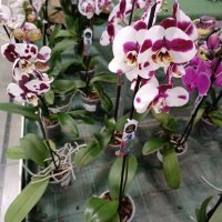 орхидеи , снимка 1 - Стайни растения - 43765955