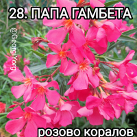 Олеандри , снимка 17 - Градински цветя и растения - 41438194