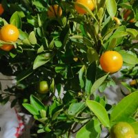 лимон,зелен лимон лайм,кумкуат, снимка 10 - Градински цветя и растения - 43271965