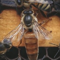  Пчелни отводки - сезон 2024 записване, снимка 3 - За пчели - 43566899