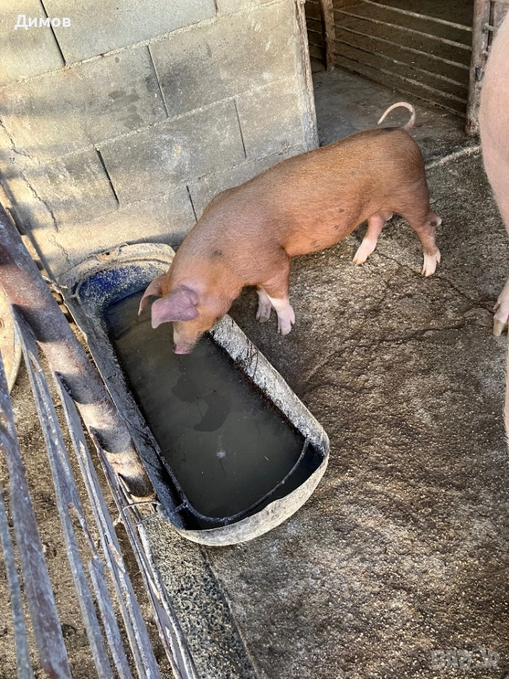 Прасенца , снимка 1