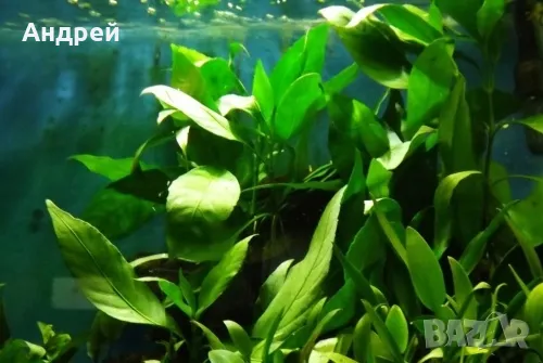 Justicia Gendarussa, снимка 1