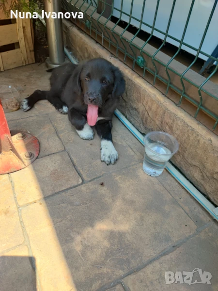 Давам кученце безплатно , снимка 1