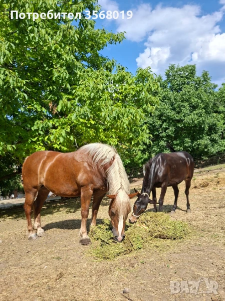 Хафлингер и Муле, снимка 1