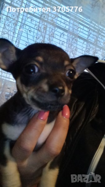 Мини пинчери и чихупинчери, снимка 1