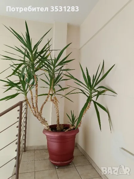 Палма Юка, снимка 1