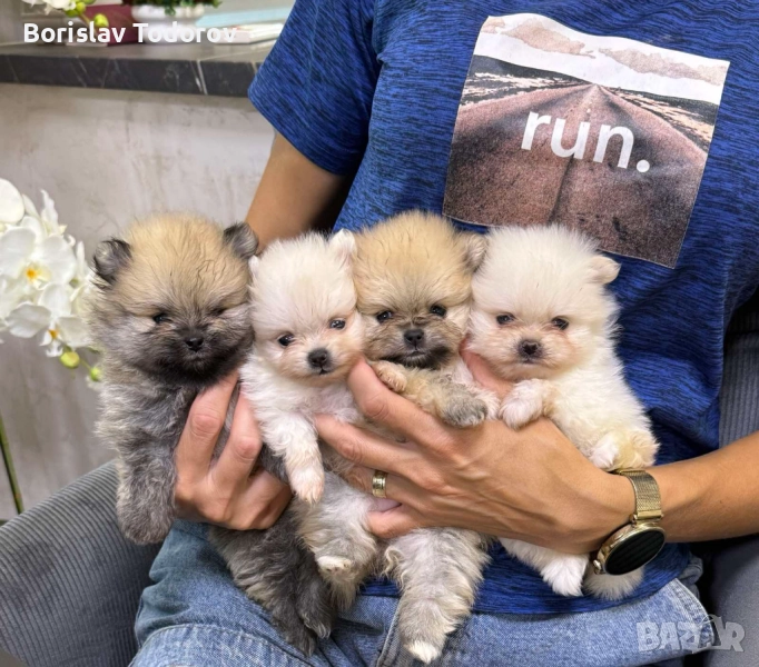 Резервация на 4 бебета померани – момиченца, снимка 1