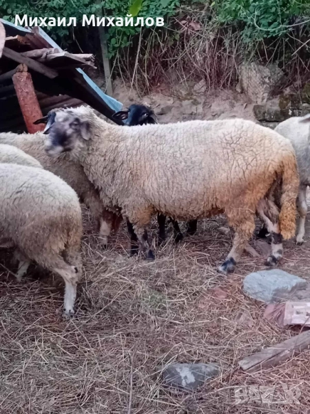 Продава се 1 бр. Овен. , снимка 1