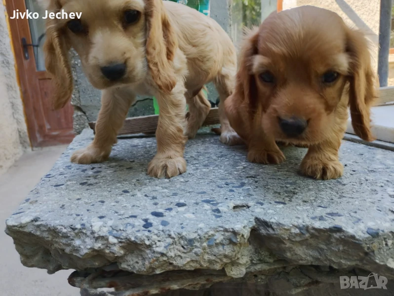 Кокер шпаньол , снимка 1