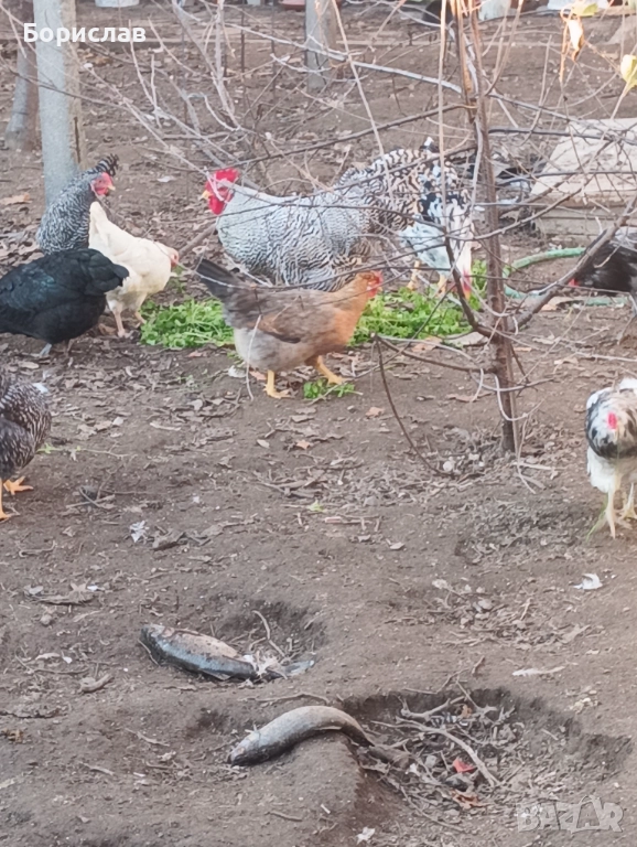 Породисти петли за дамъзлък, снимка 1