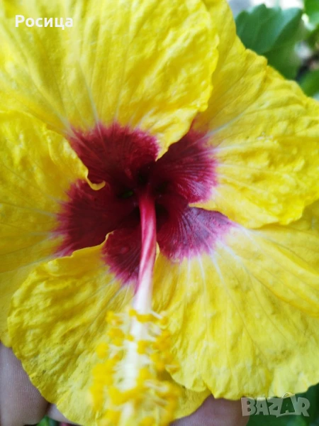 хибискус, снимка 1