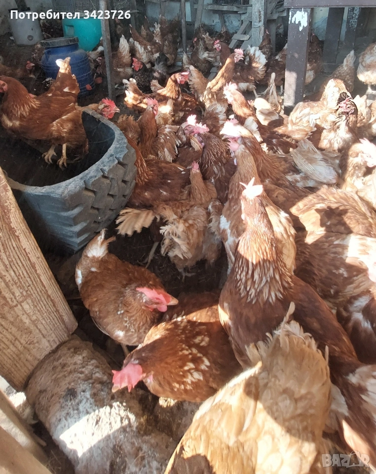 домашни кокошки ломан браун , снимка 1