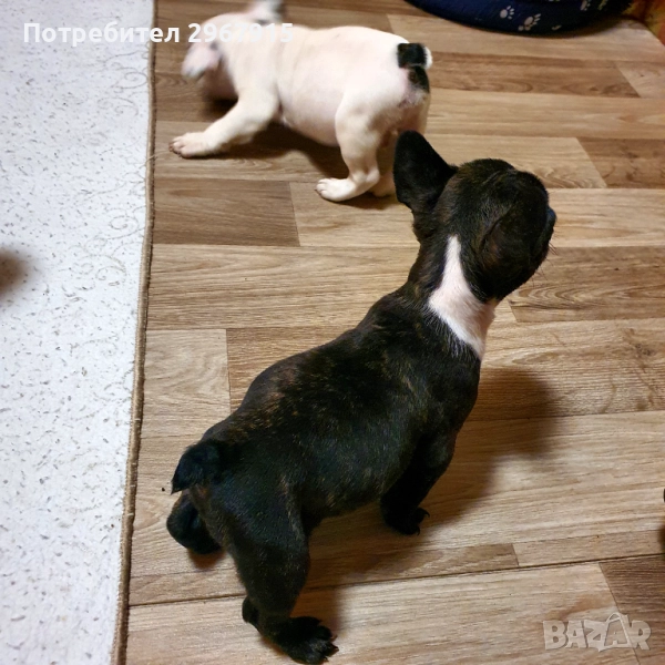 Malki frensheta , снимка 1