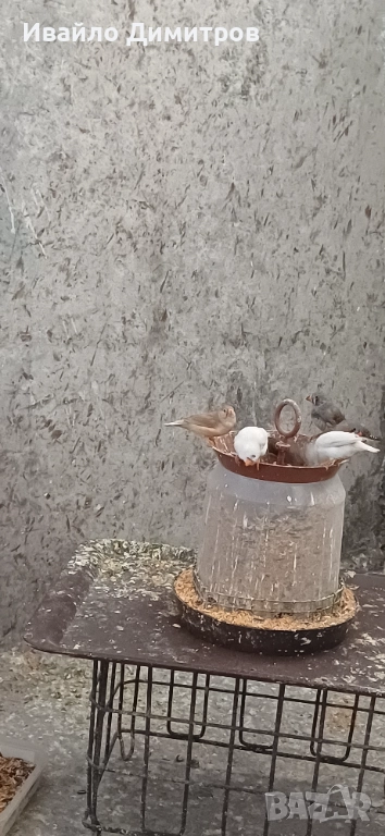 Зеброви амадини , снимка 1