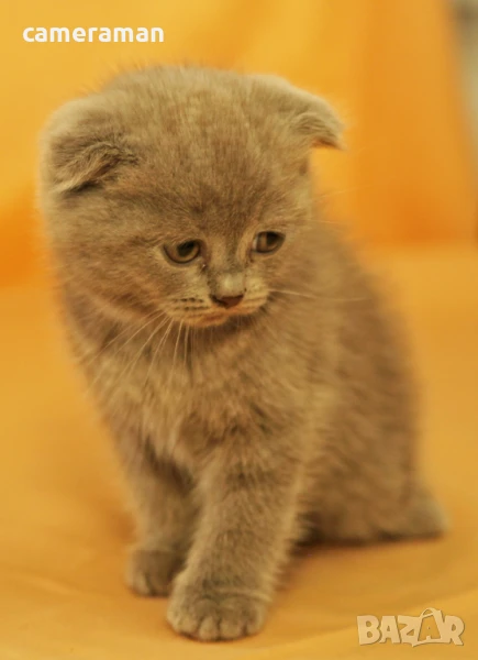 Котенца Scottish Fold и Scottish Straight., снимка 1