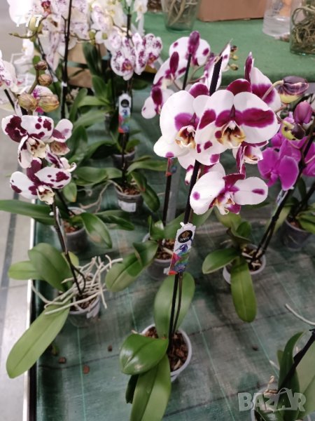 орхидеи , снимка 1