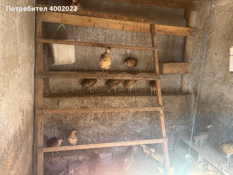 Фазани и кеклици, снимка 1