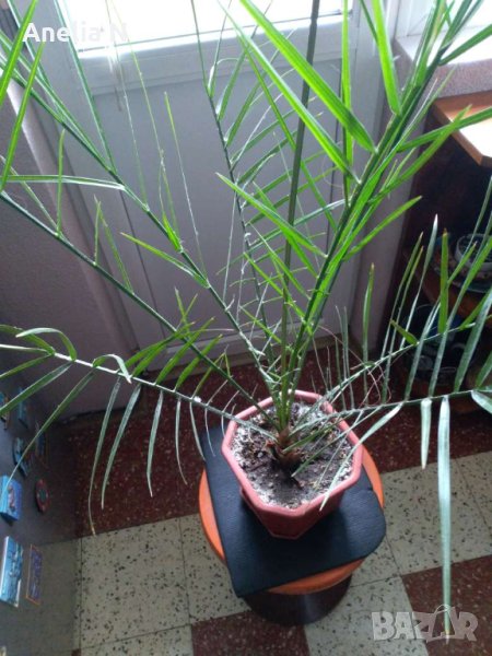 Палма-финикова, снимка 1