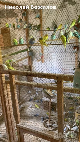 Продавам Вълнисти папагали над 350 бр, снимка 1