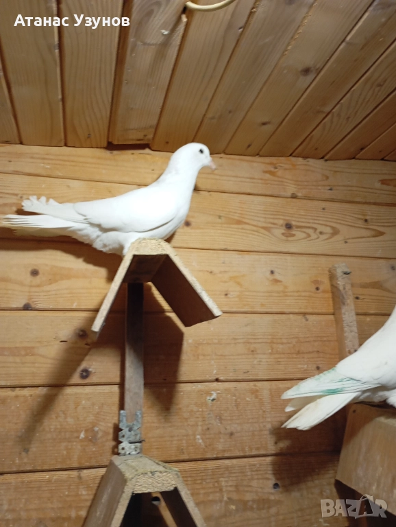 Пазарджишки бяли, снимка 1