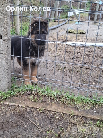 развъдник за немски овчарки , снимка 2 - Немска овчарка - 53292721