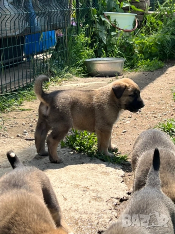 Кученца Алабай Х Малиноа Кръстоска с Доставка, снимка 7 - Други - 52220666