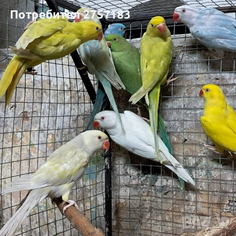 продавам папагали малак александар , снимка 3 - Папагали - 52966409