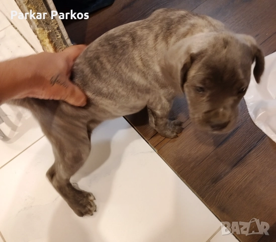 Кане Корсо Елит, снимка 3 - Кане корсо - 52405759