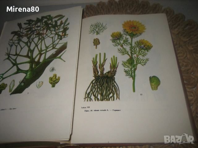 Съвременна фитотерапия - 1982 г., снимка 9 - Специализирана литература - 53529064