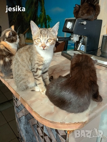 подарявам малки сладки котенца, полуперсийчета много кротки и социални., снимка 4 - Други - 52403149