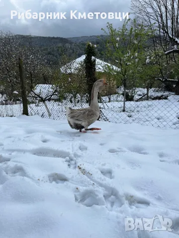 Мъжки гъсок сив(син), снимка 1