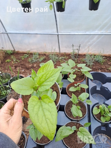 Три вида кампанула камбанка, гломерата и пирамидалис , снимка 13 - Градински цветя и растения - 52854164