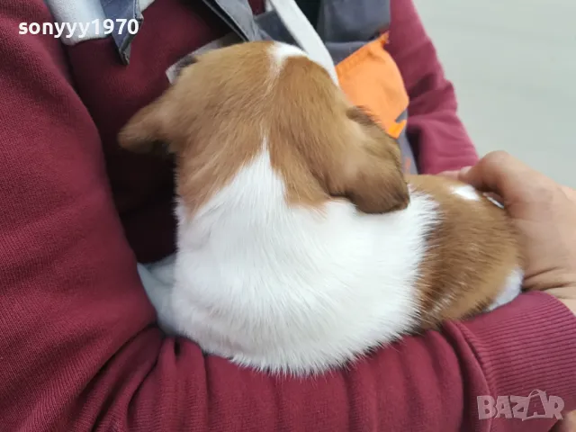 ПРОДАВАМ ДЖАК РЪСЕЛ 1505251425, снимка 7 - Джак ръсел териер - 50299998