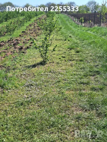 Продавам лешникова градина, снимка 4 - Земеделска земя - 48766274