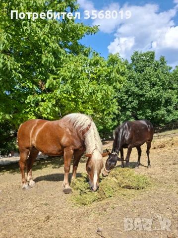 Хафлингер и Муле, снимка 1