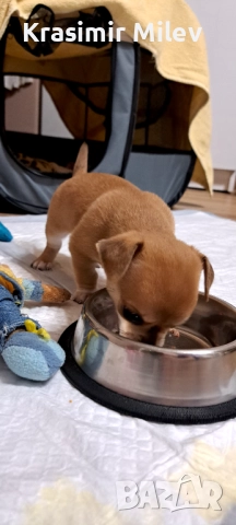 малко момченце мини чихуа, снимка 14 - Чихуахуа - 52515787