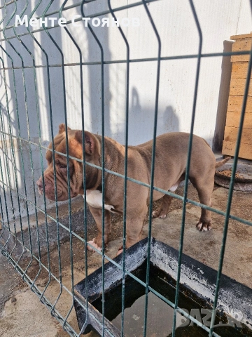 Американско були покет , снимка 4 - Питбул - 53404555