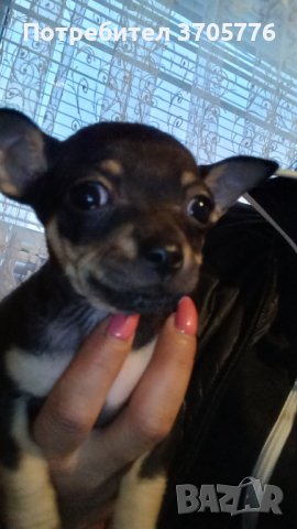 Мини пинчери и чихупинчери