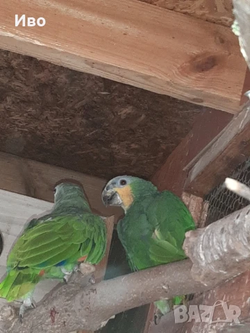 Продавам мъжка ара нобилис и мъжка веницуелска амазонаи или купувам женски, снимка 2 - Папагали - 50475253