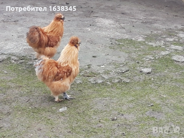 Петлета Копринки 