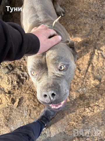 Женско Американско Були XXL, снимка 2 - Питбул - 52643533