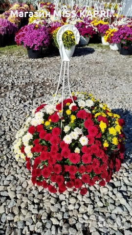 Кошници трицветна хризантема, снимка 2 - Градински цветя и растения - 52344319