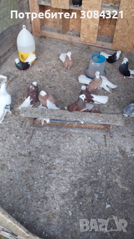 Продавам белослатински белоглави гълъби , снимка 9 - Гълъби - 52560526