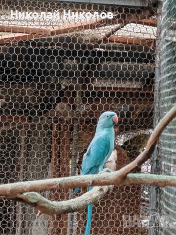 Малки александри, снимка 8 - Папагали - 51972524