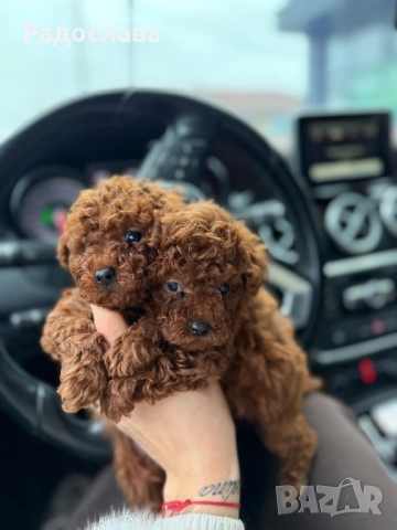 Той пудел ред браун , снимка 7 - Други - 52886172