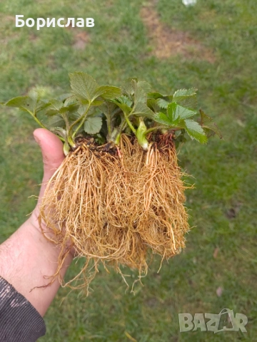 Разсад ягоди "КЛЕРИ"