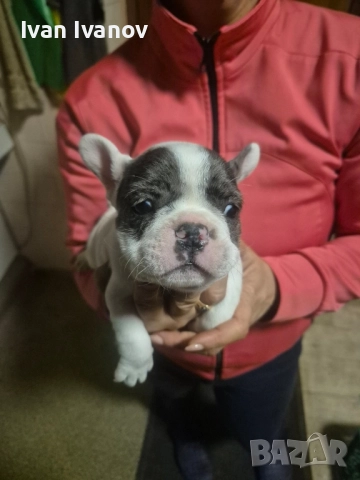 френски булдочета, снимка 7 - Френски булдог - 52489123