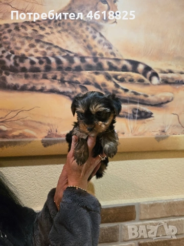 Йоркширски териери 