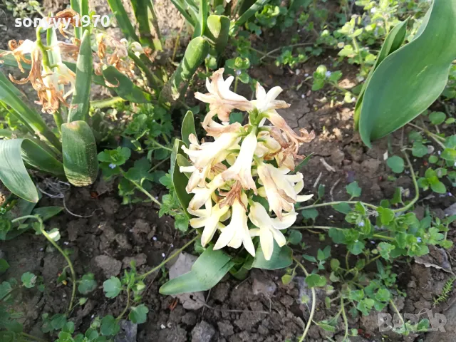 ЗЮМБЮЛ 25ЛВ ЗА ЕДИН В САКСИЯ С ПОЧВА 1104250530